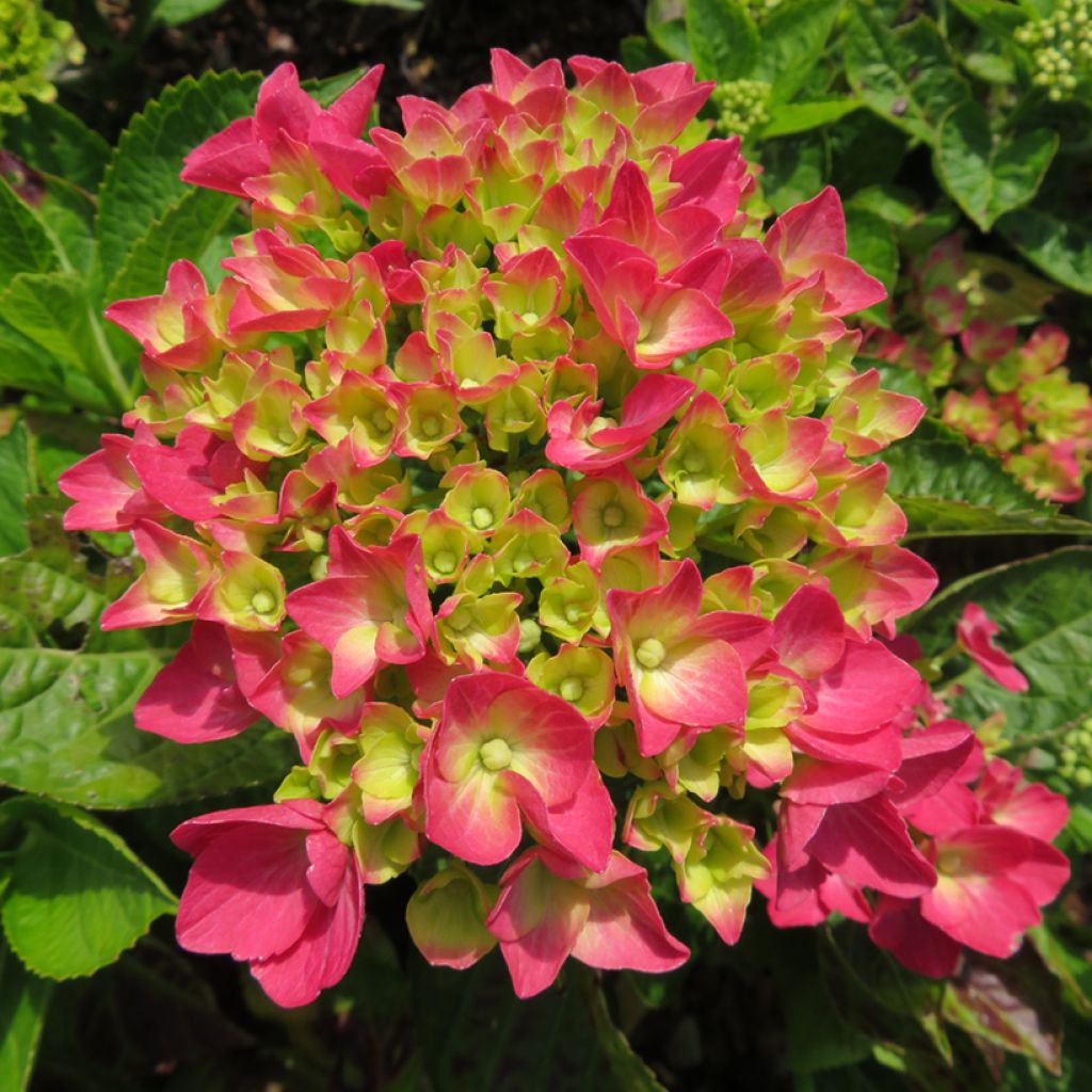 Hydrangea macrophylla Dark Pink Love 