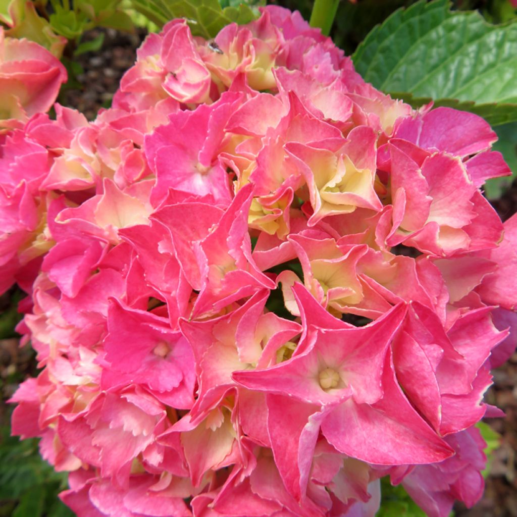 Hydrangea macrophylla Pink Love