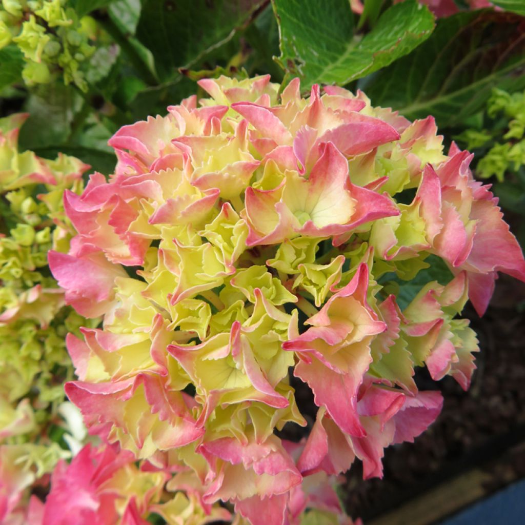 Hydrangea macrophylla Pink Love