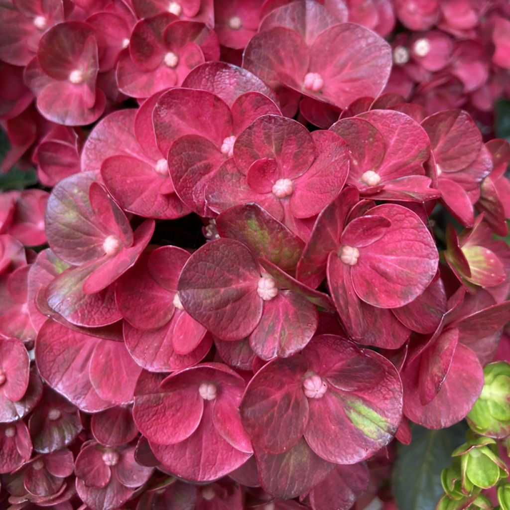 Hydrangea macrophylla Pistachio Love