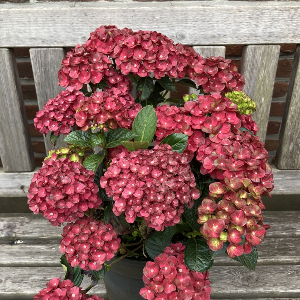 Hydrangea macrophylla Pistachio Love