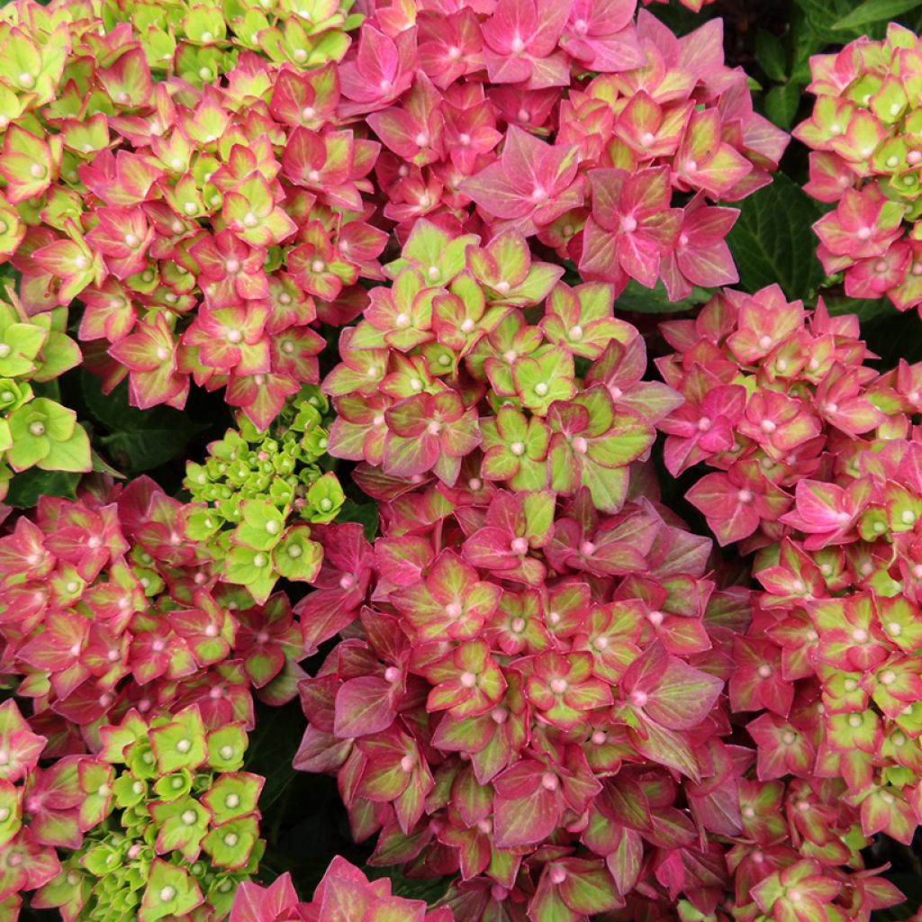 Hydrangea macrophylla Rebellion Red Love