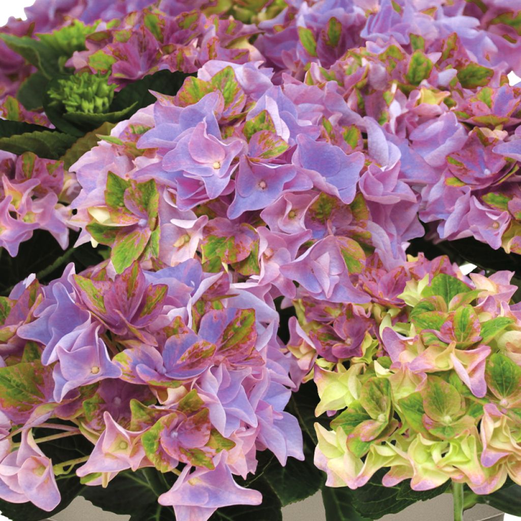 Hydrangea macrophylla Doppio Antico Fresco