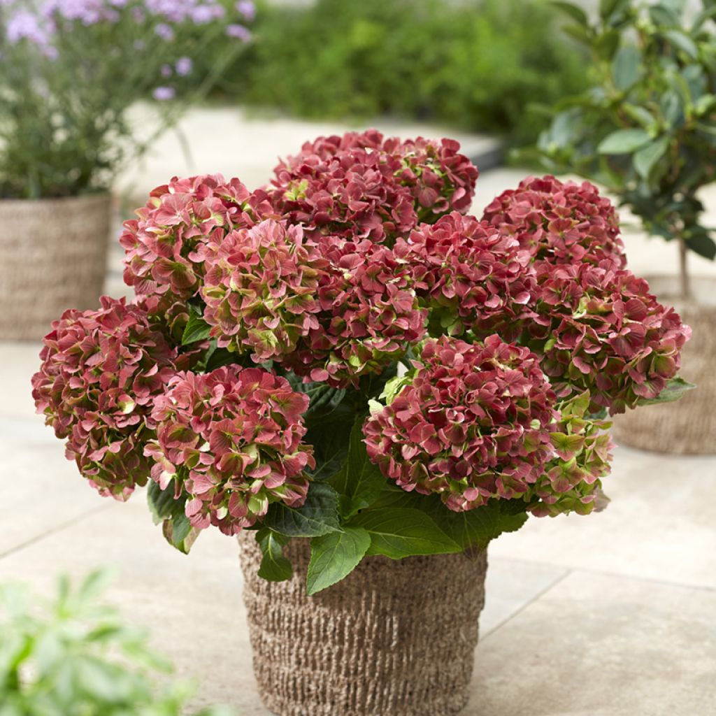 Hydrangea macrophylla Bella Pesche