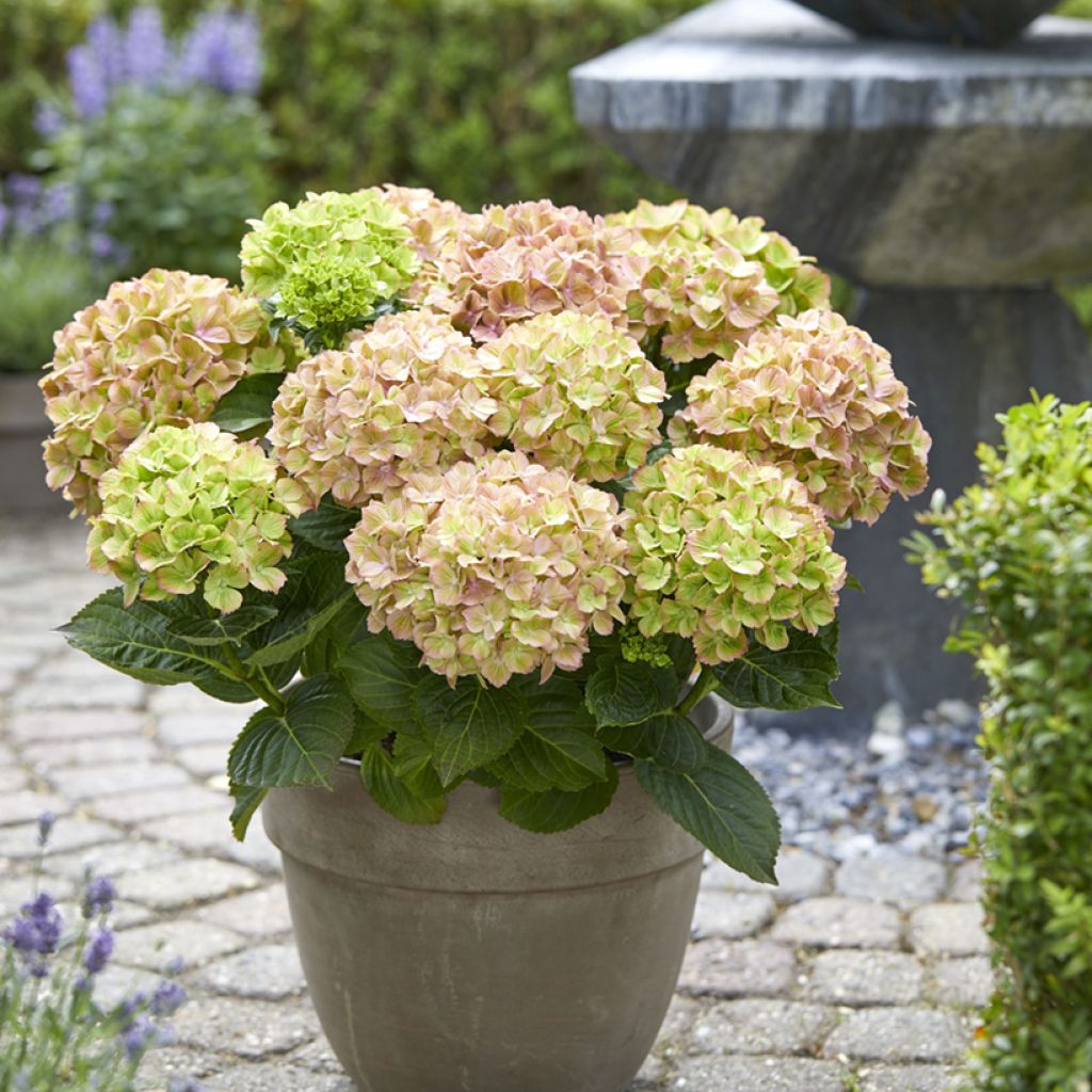 Hydrangea macrophylla Bella Pesche