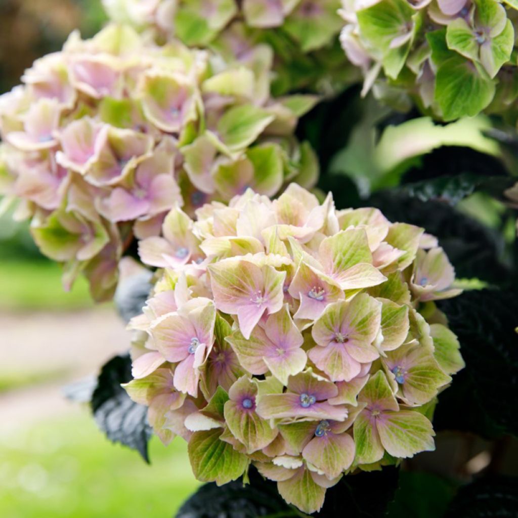 Hydrangea macrophylla Bella Pesche