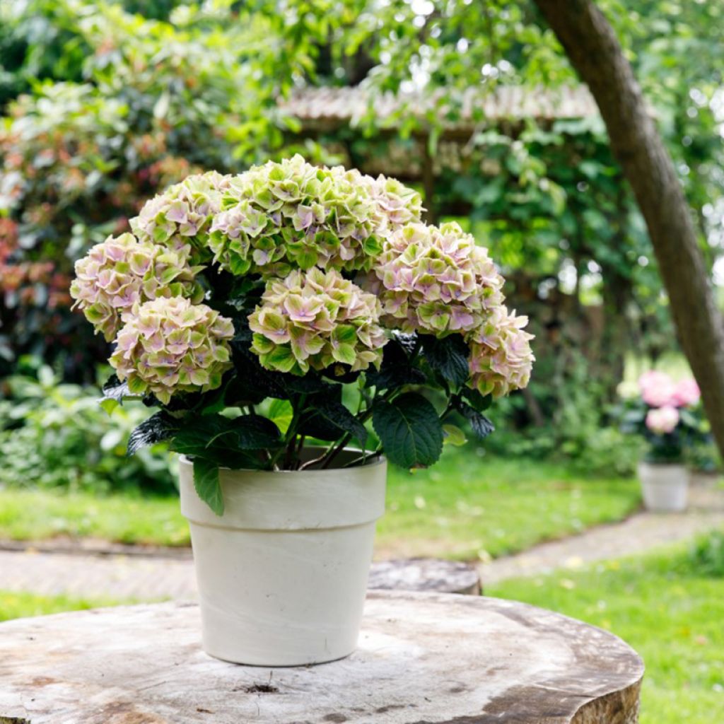 Hydrangea macrophylla Bella Pesche