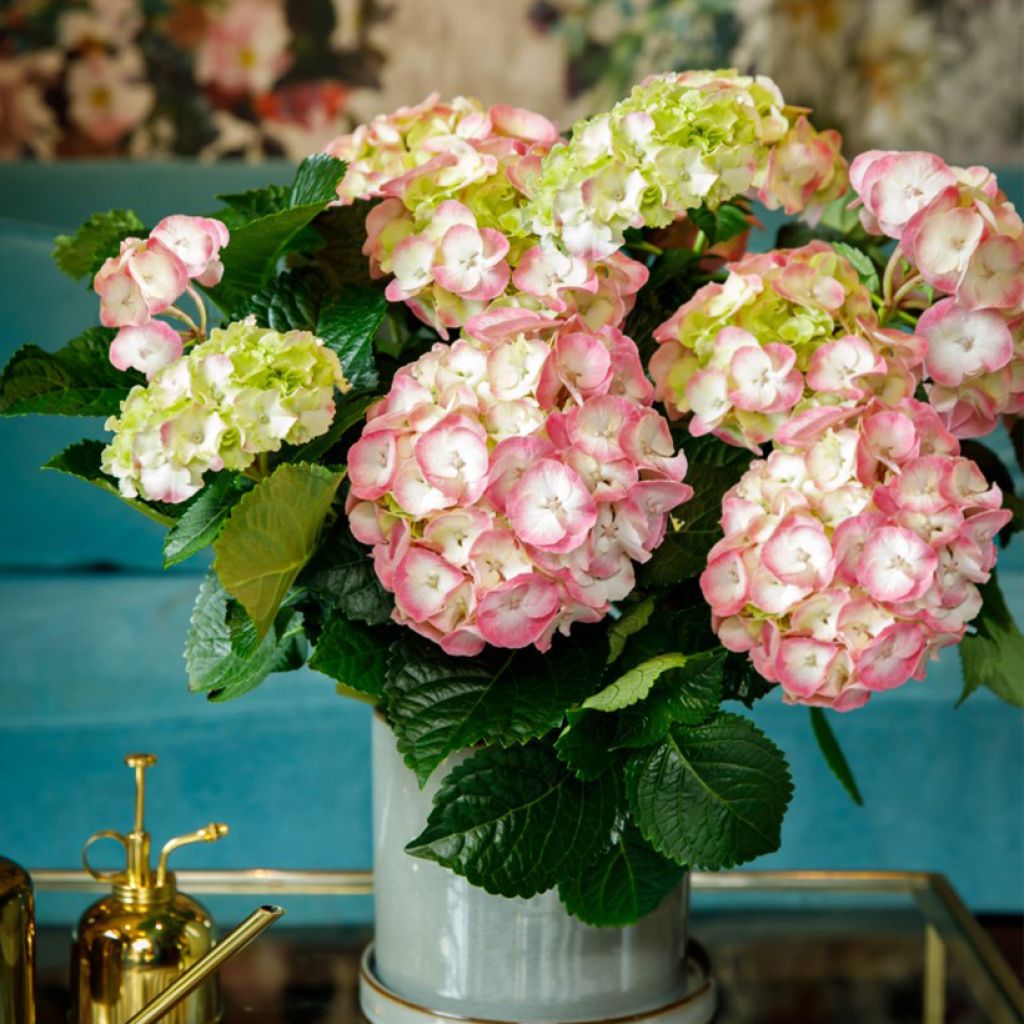 Hydrangea macrophylla Dolce Chic 