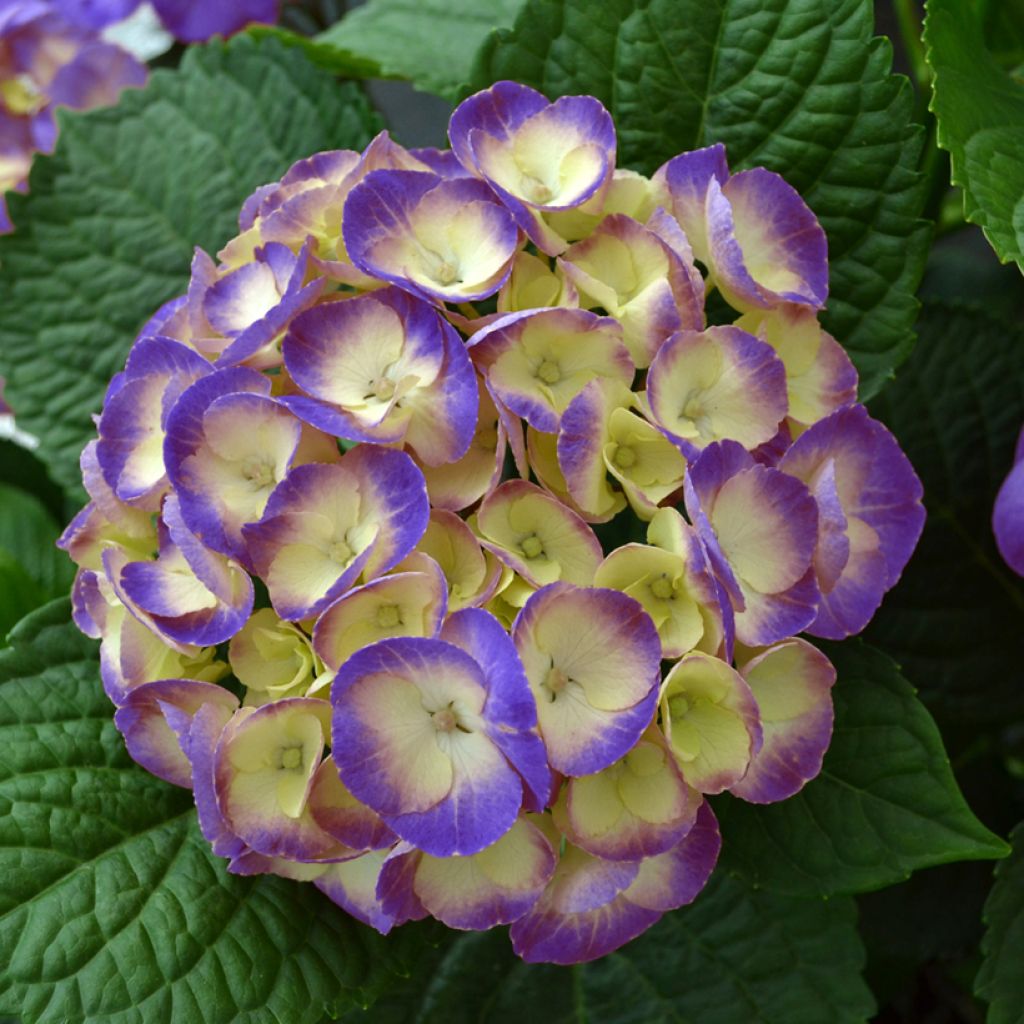 Hydrangea macrophylla Dolce Chic 