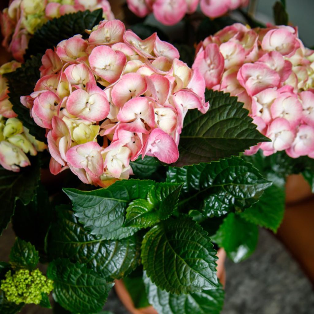 Hydrangea macrophylla Dolce Chic 