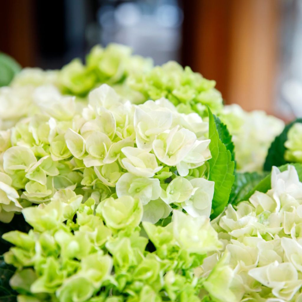 Hydrangea macrophylla Elegant Rosa 