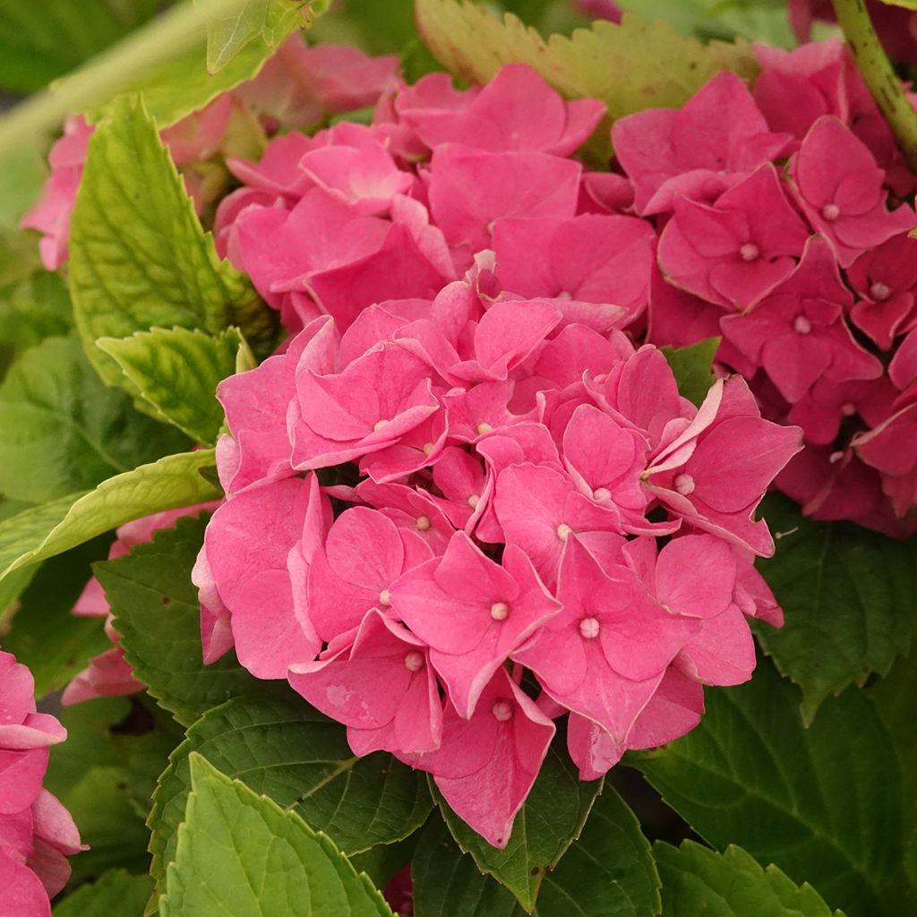 Hydrangea macrophylla Renate Steiniger