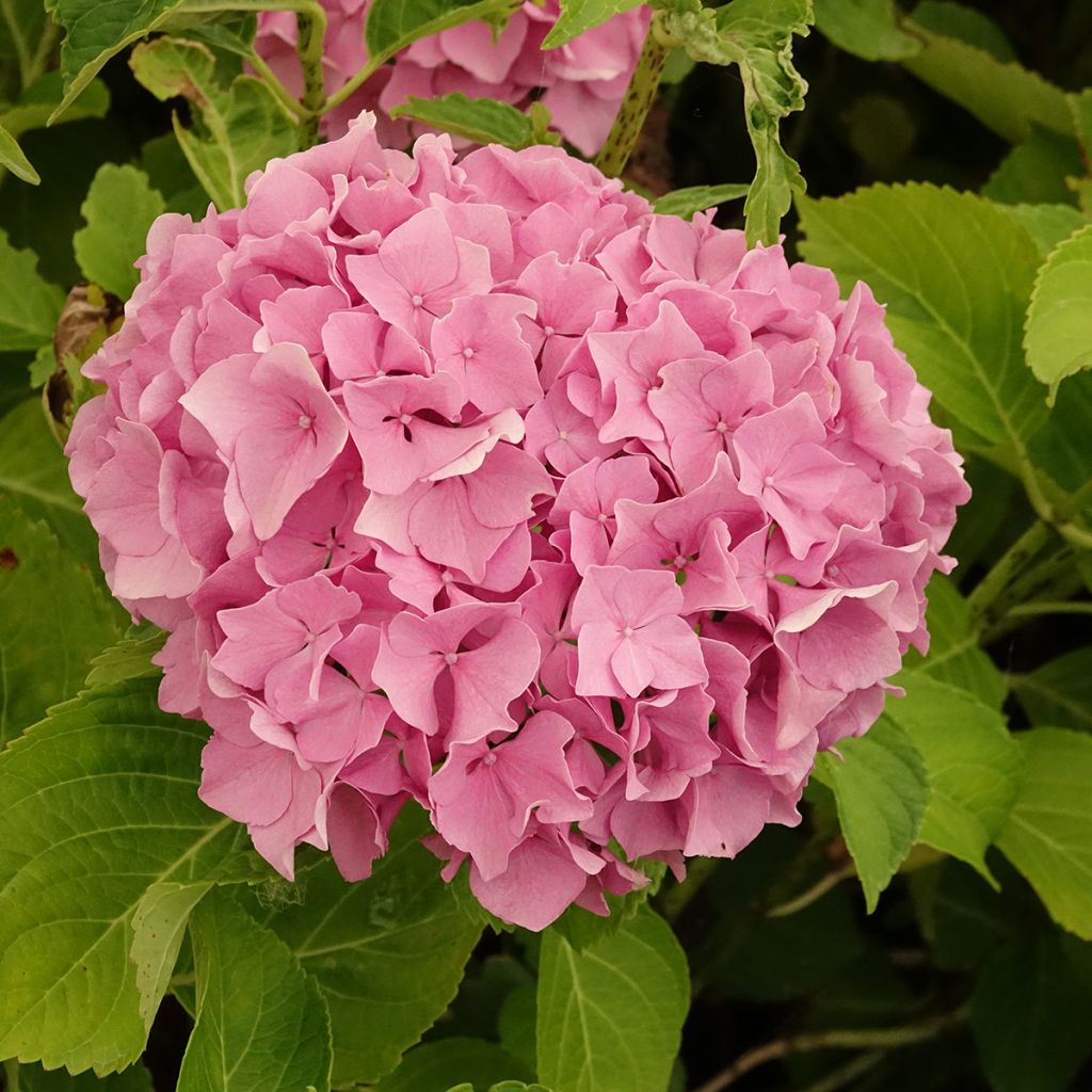 Hydrangea macrophylla Renate Steiniger