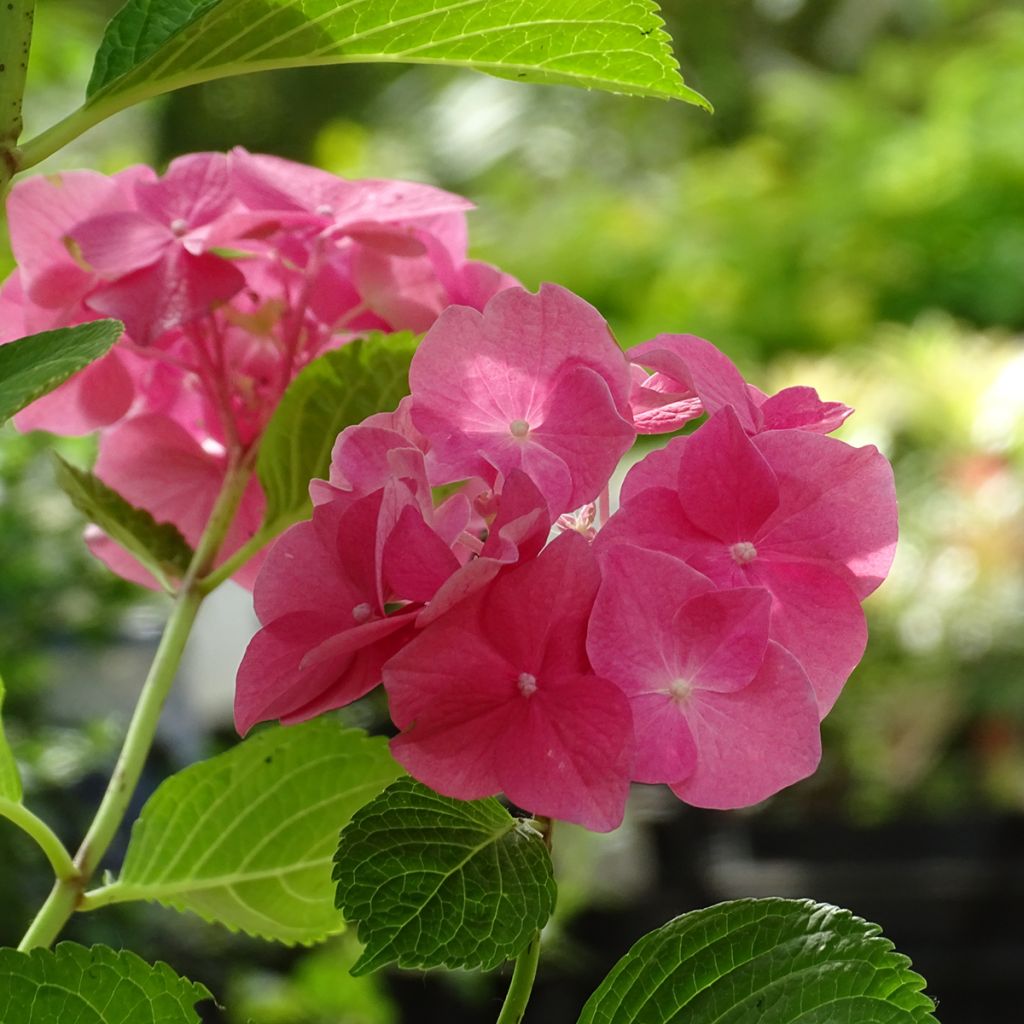 Hydrangea macrophylla Rosita