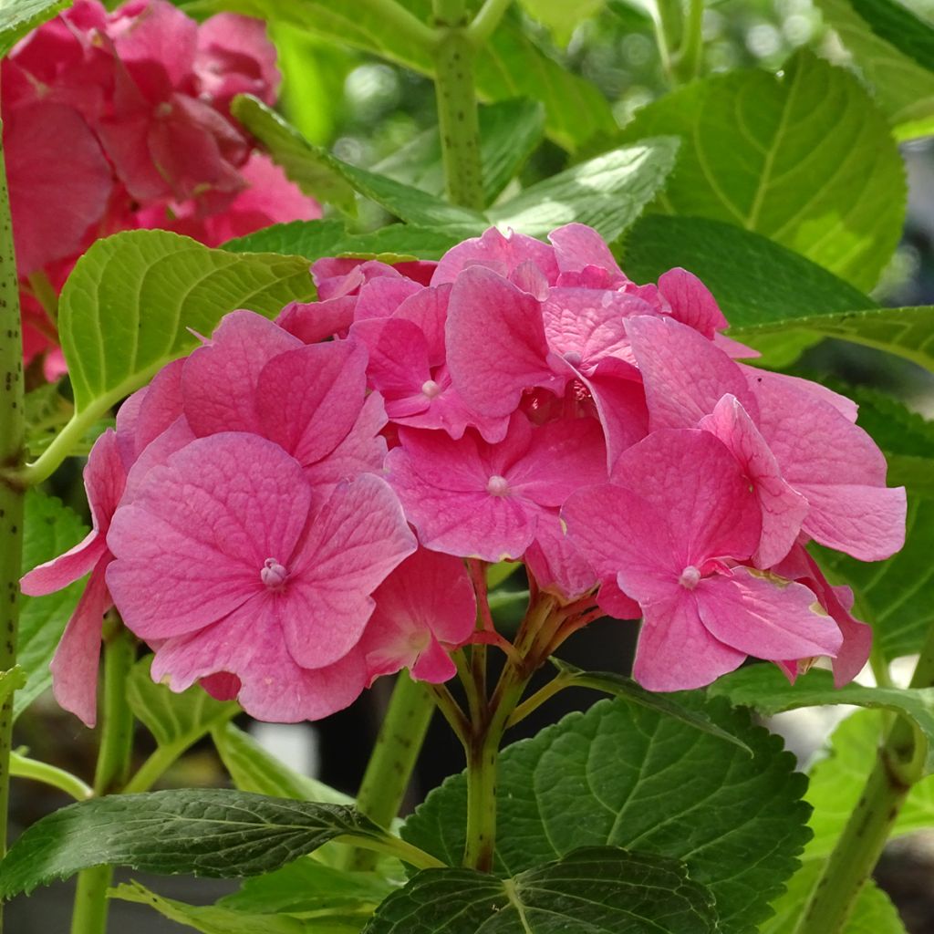 Hydrangea macrophylla Rosita