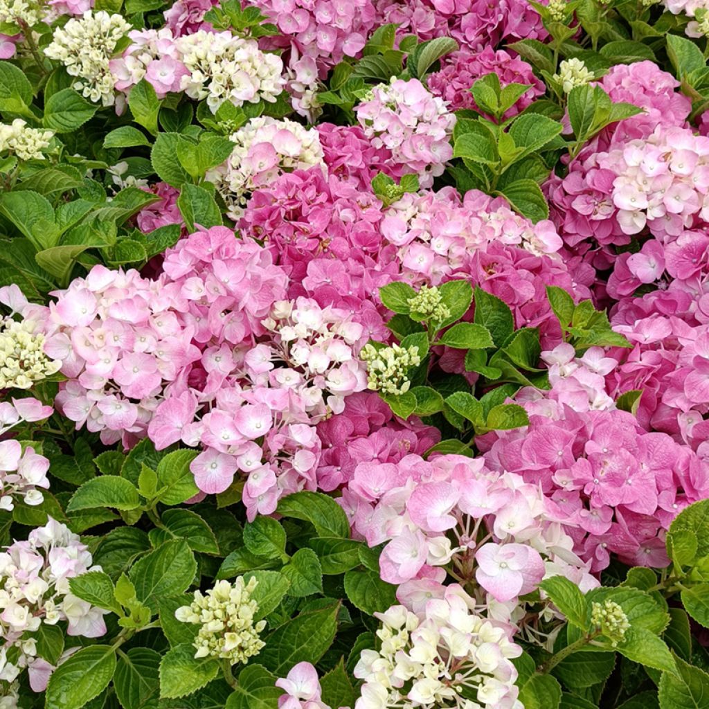 Hydrangea macrophylla Rosita