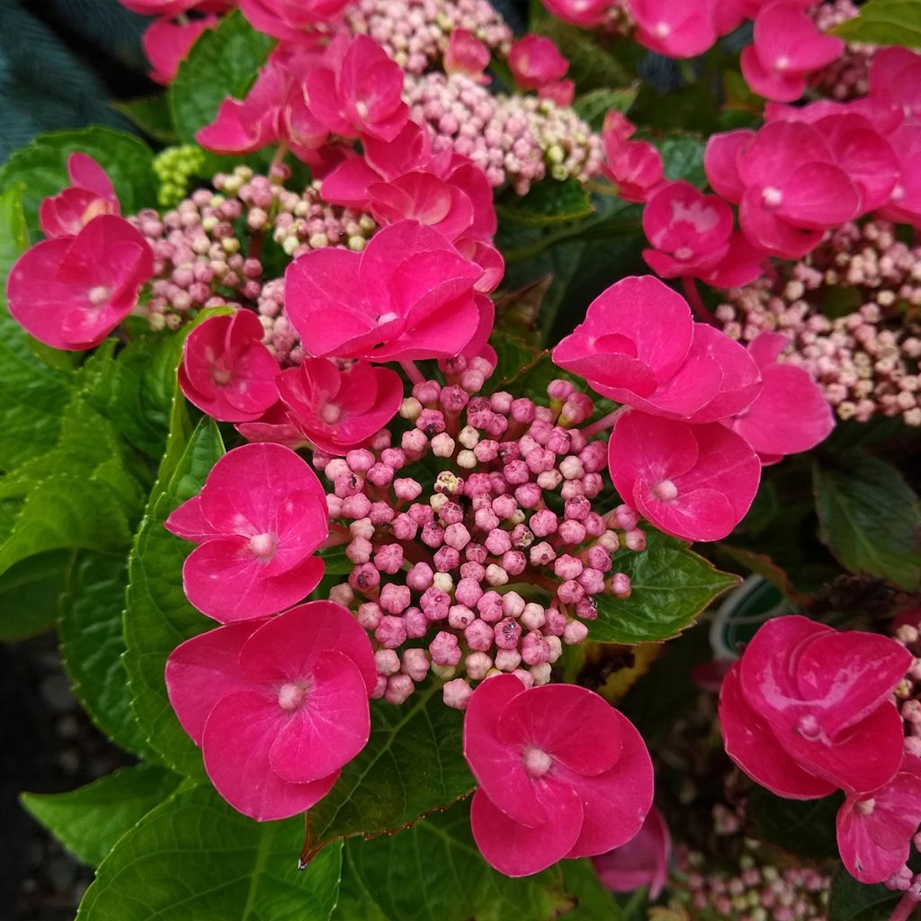 Hydrangea macrophylla Rotkehlchen