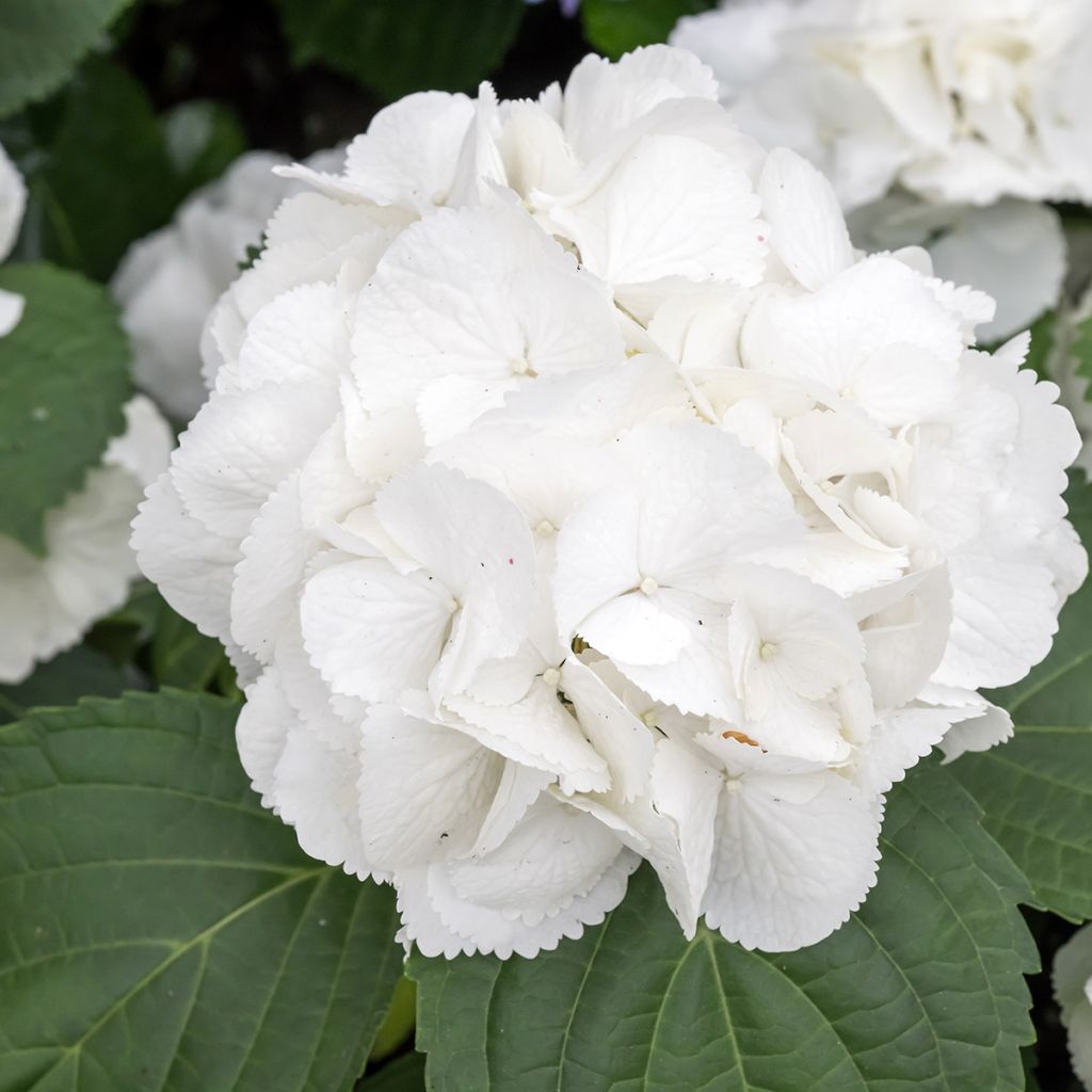Hydrangea macrophylla Schneeball