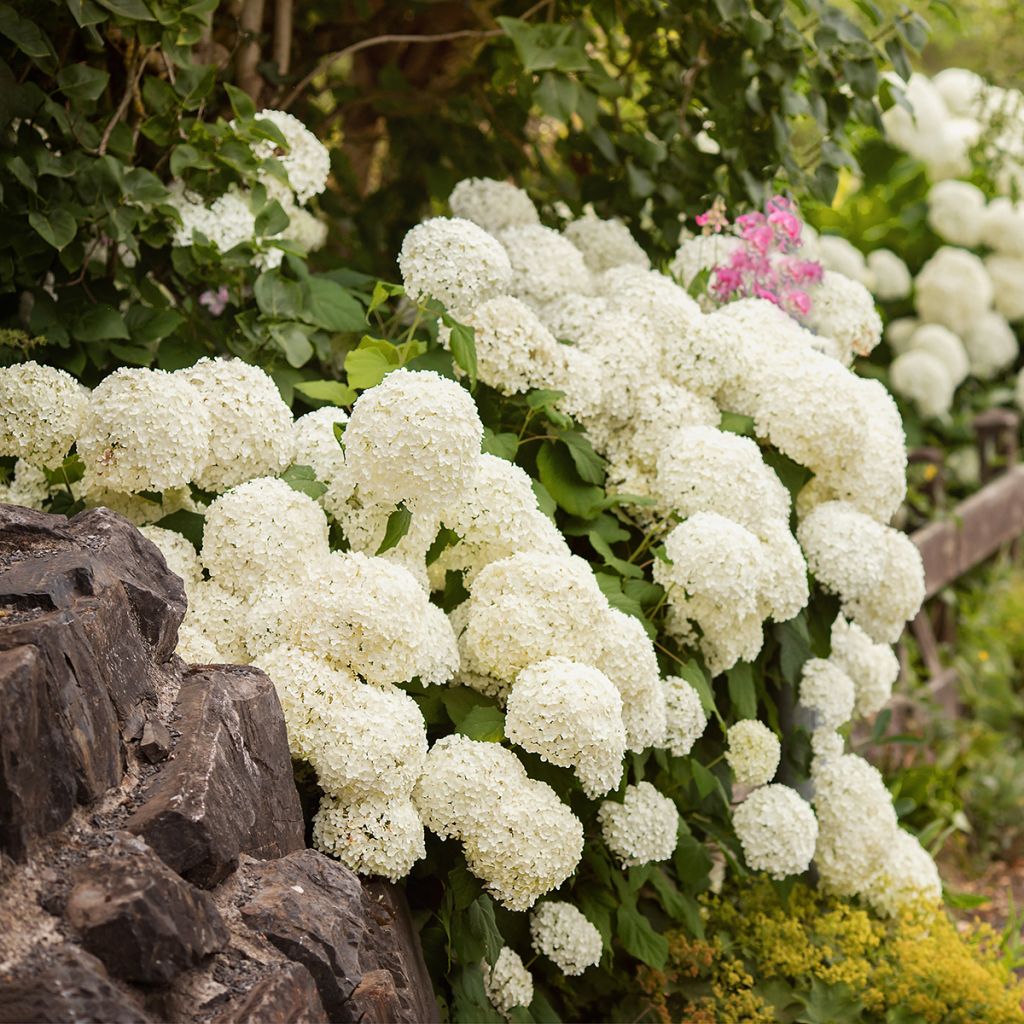 Hydrangea macrophylla Schneeball