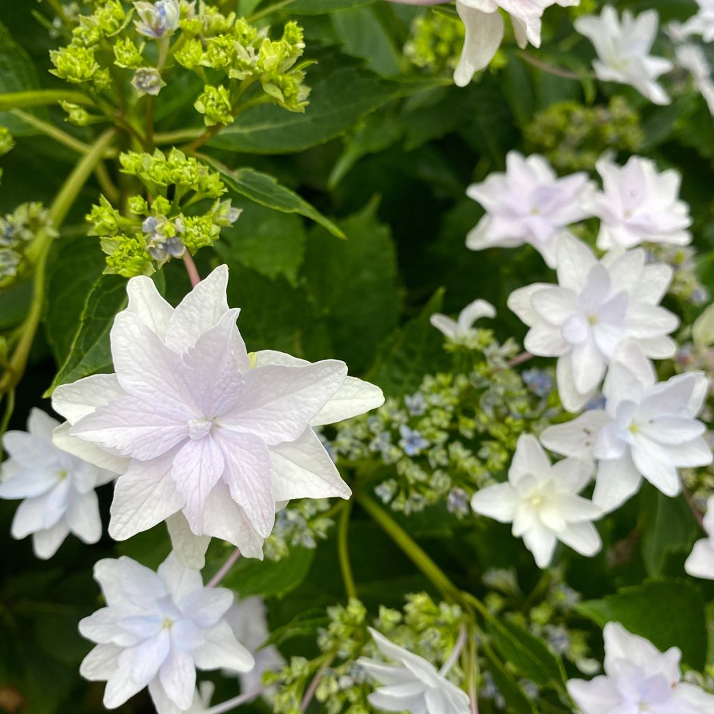 Hydrangea macrophylla 'Shooting Star'