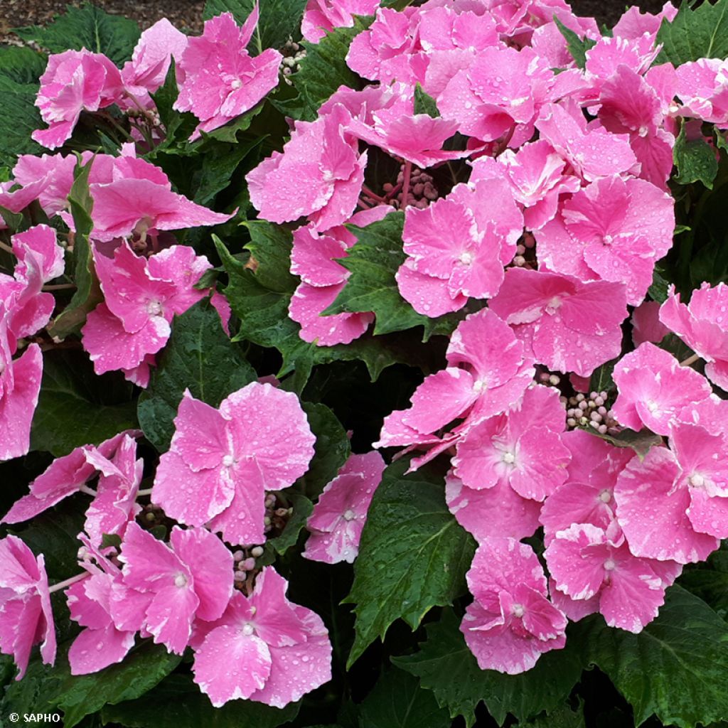 Hydrangea macrophylla So Long Starlit Sky