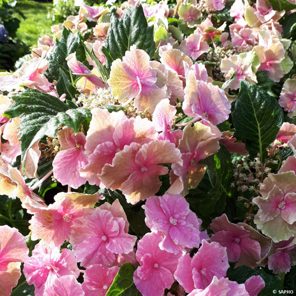Hydrangea macrophylla So Long Starlit Sky