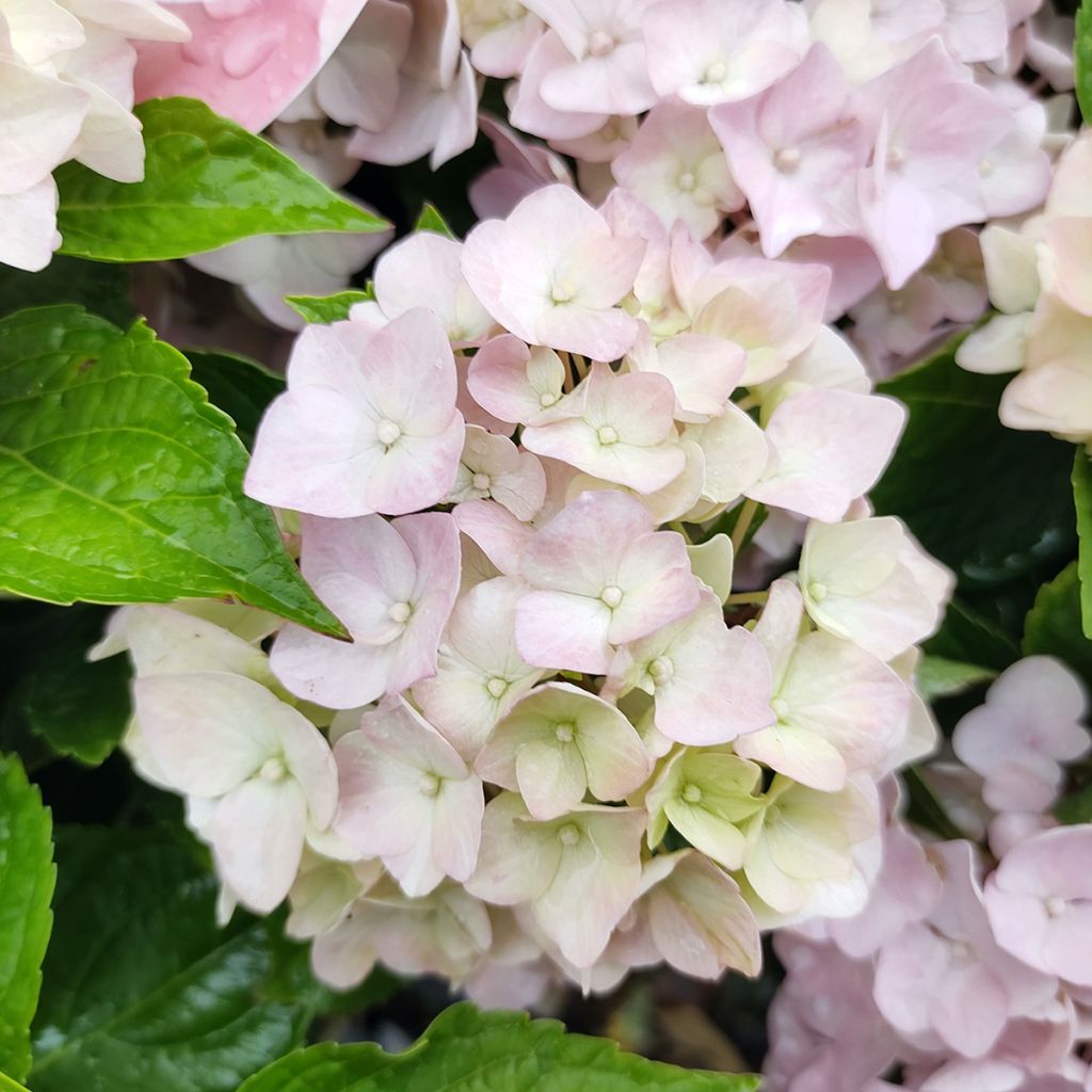 Hydrangea macrophylla Soft Pink Salsa
