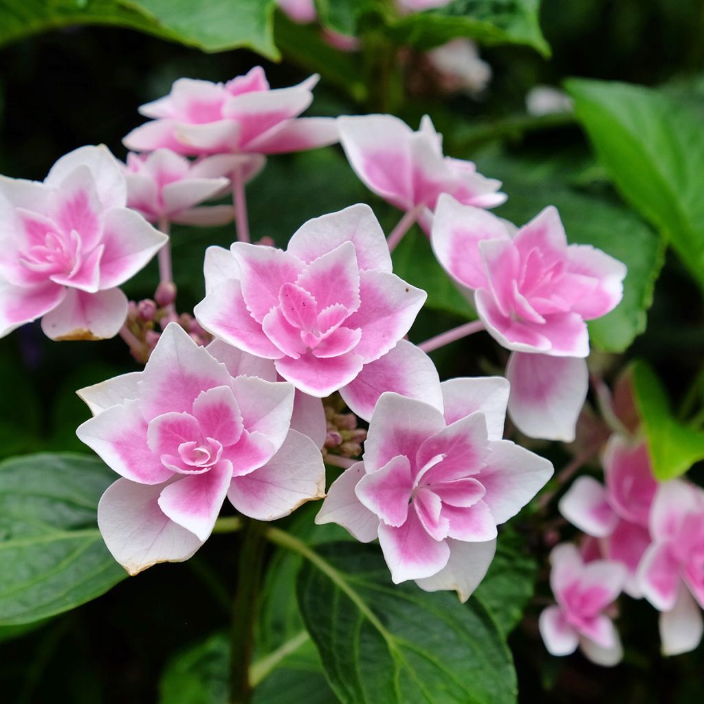 Hydrangea macrophylla Star Gazer