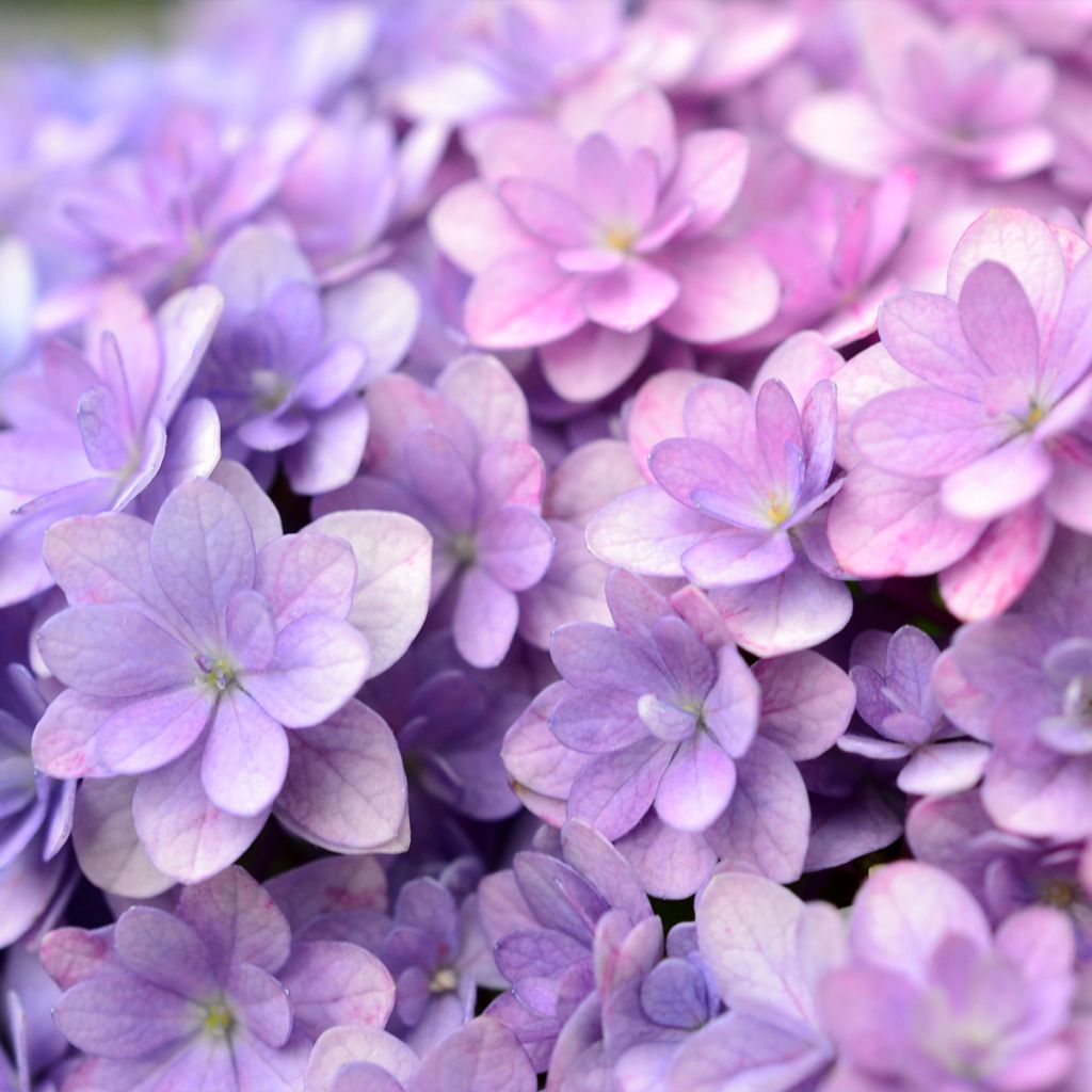 Hydrangea macrophylla Stellar Bleu