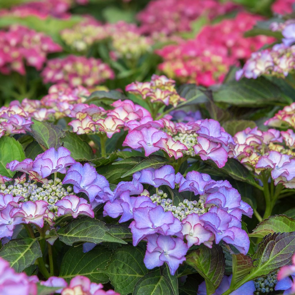 Hydrangea macrophylla Tiffany