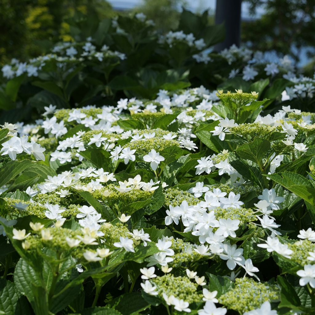 Hydrangea macrophylla Wedding Gown