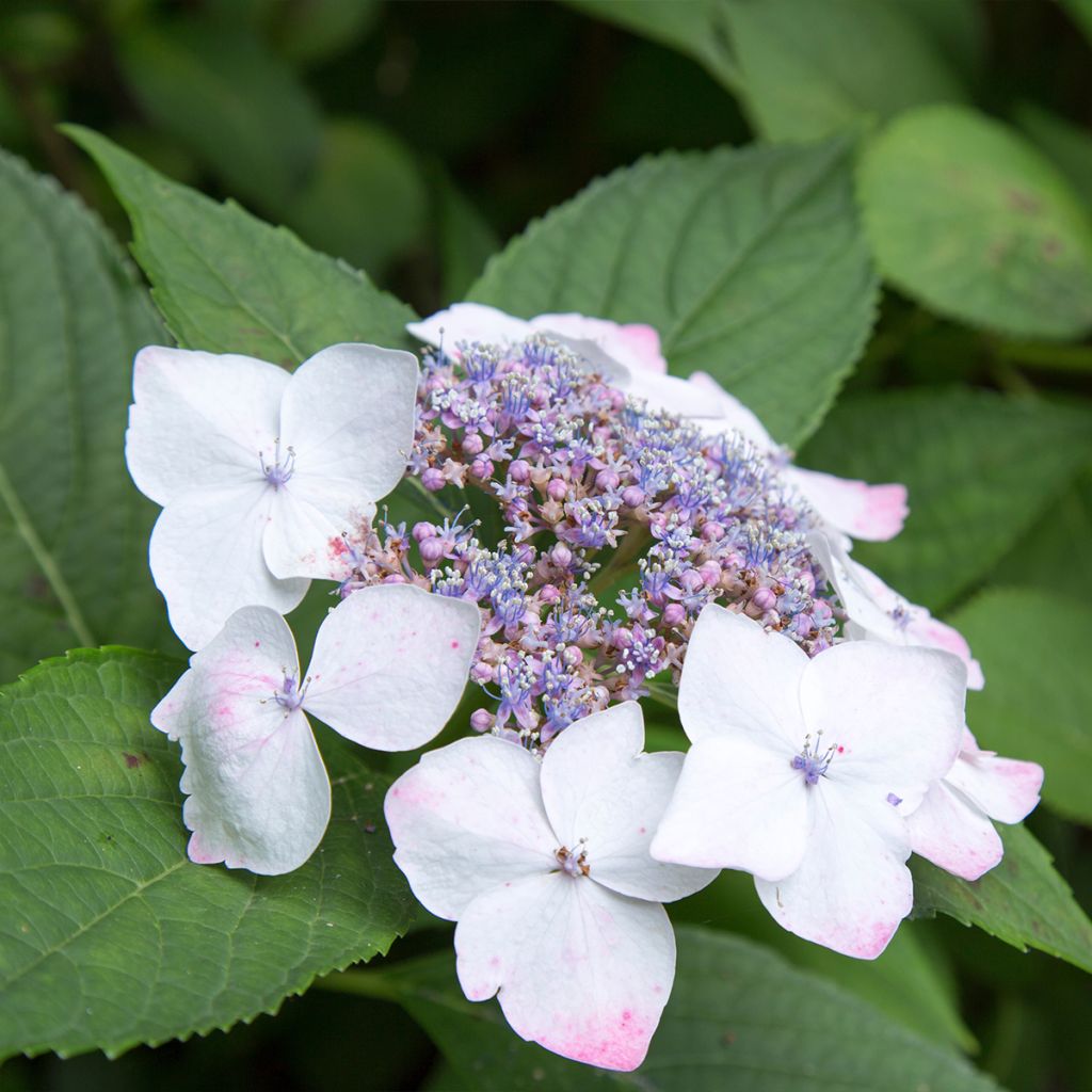 Hydrangea macrophylla White Wave