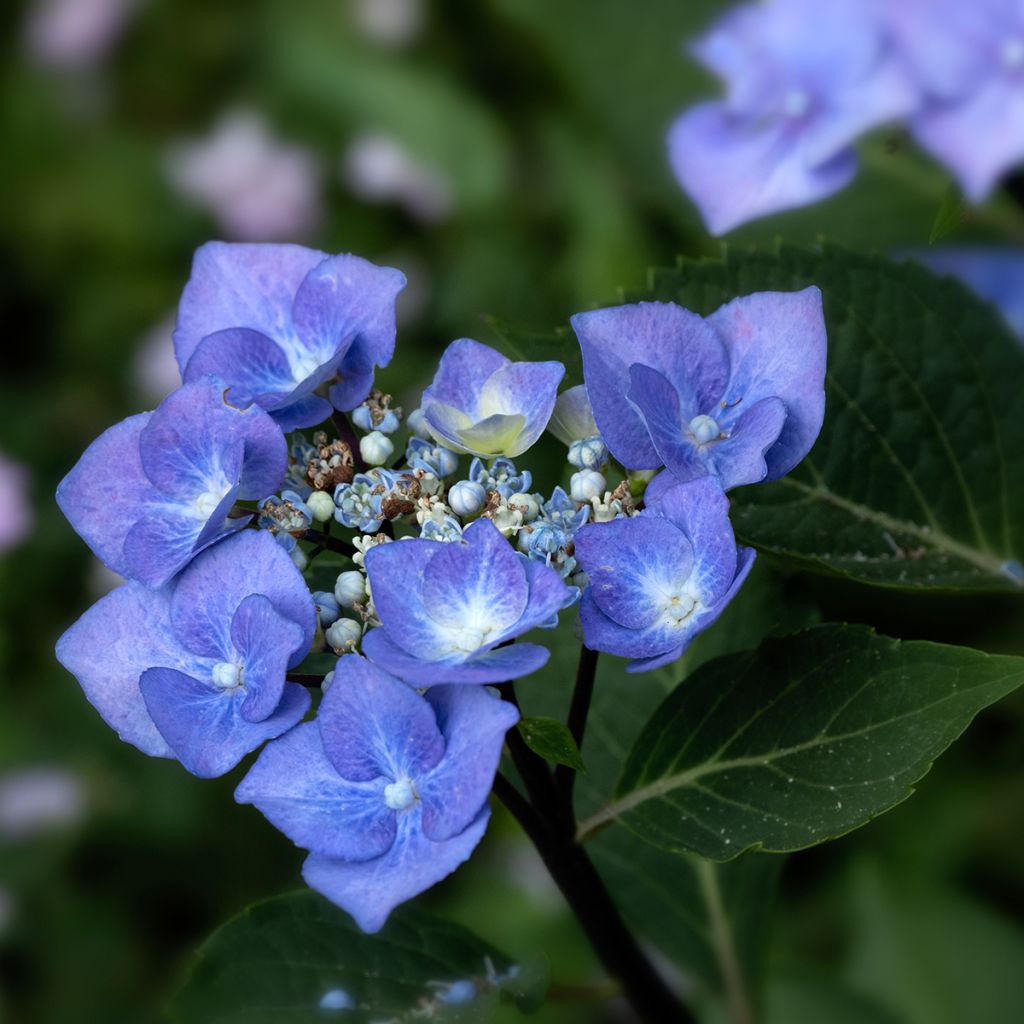 Hydrangea macrophylla Zorro bleu