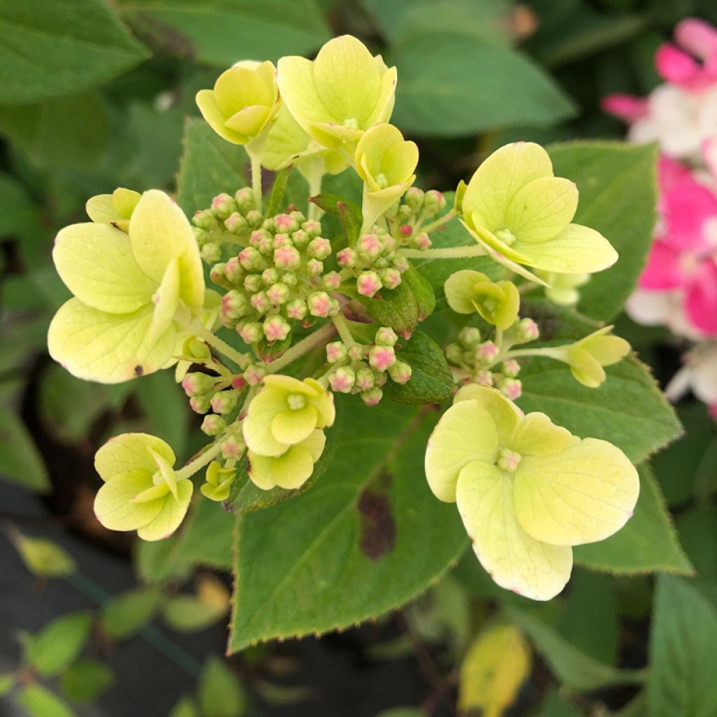 Hydrangea paniculata Diamant Rouge