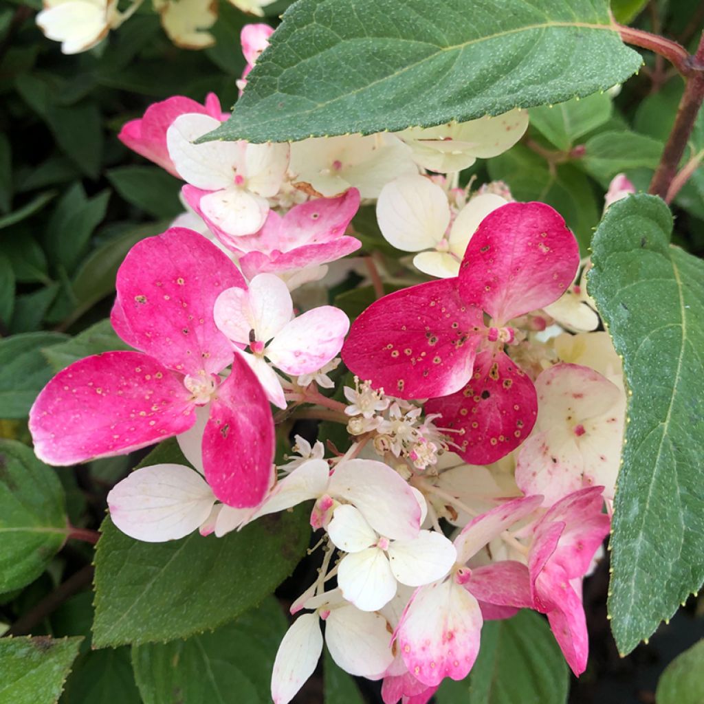 Hydrangea paniculata Diamant Rouge