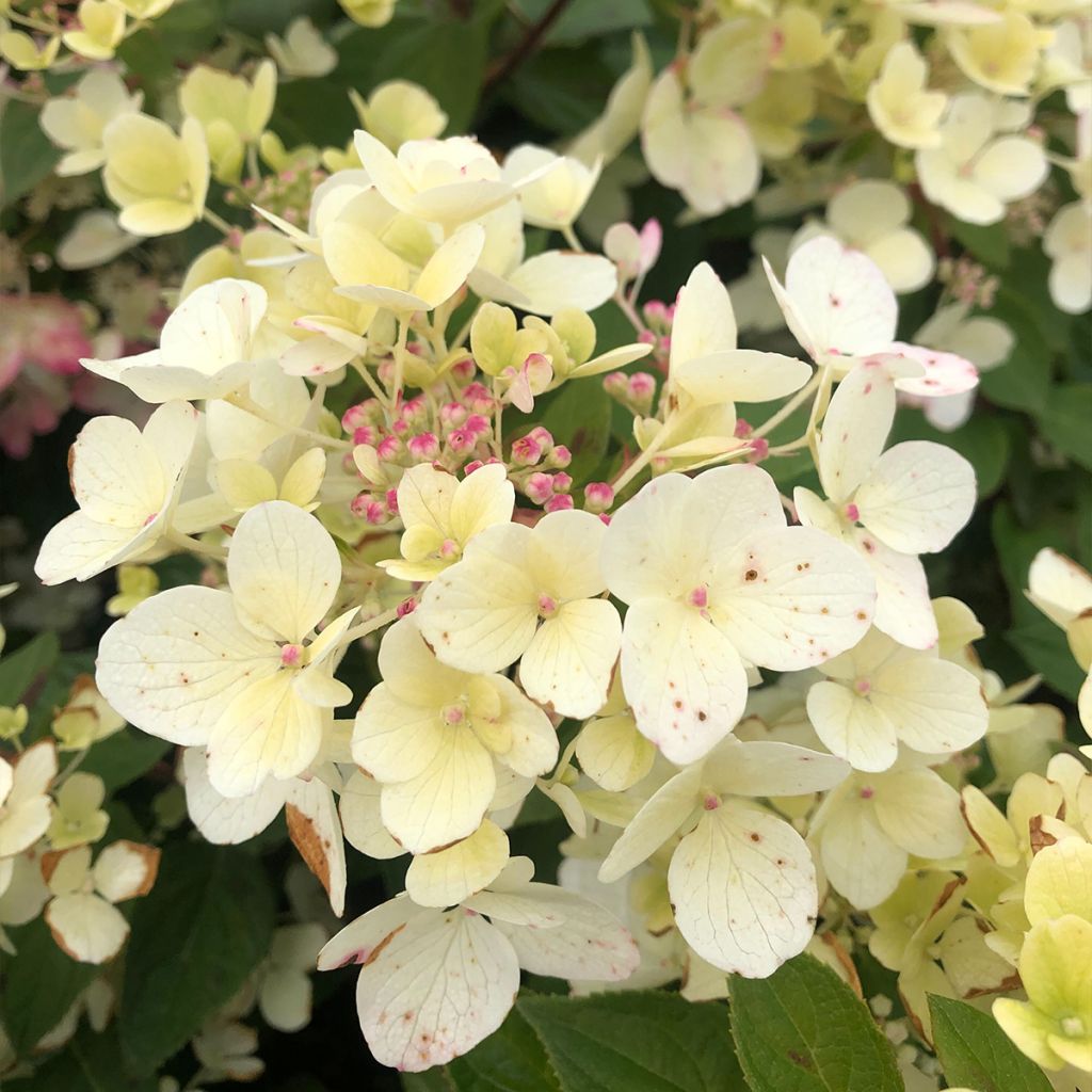 Hydrangea paniculata Diamant Rouge