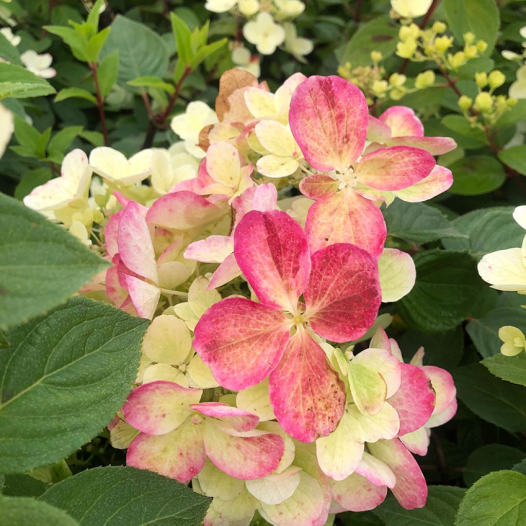 Hydrangea paniculata Diamant Rouge