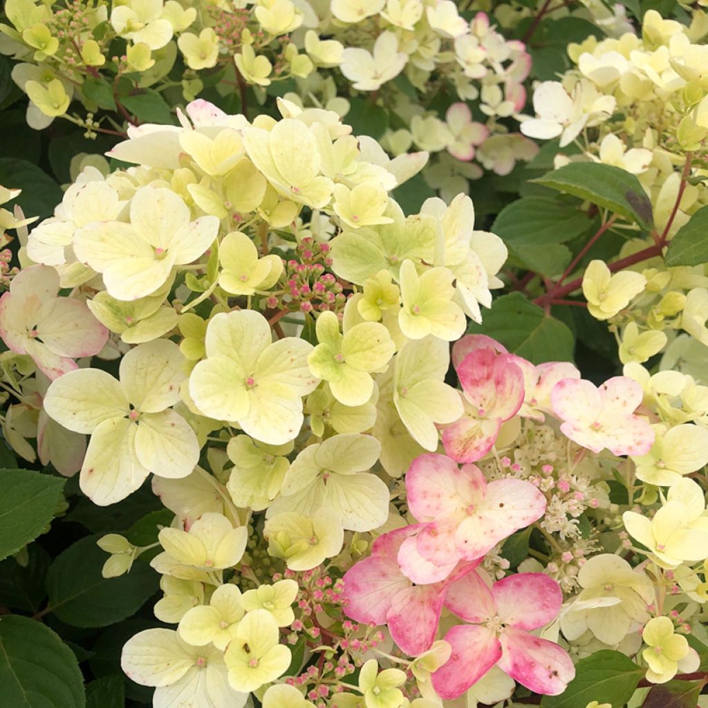 Hydrangea paniculata Diamant Rouge