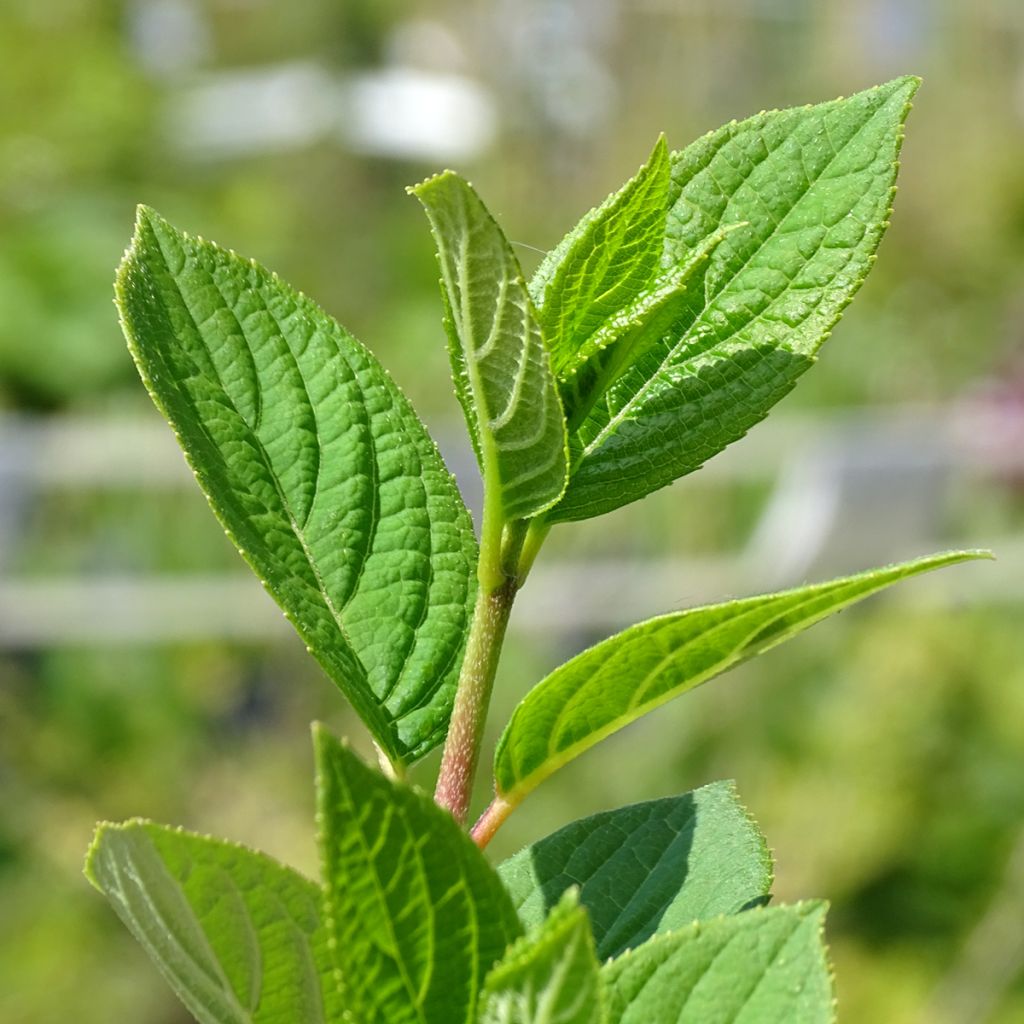Hydrangea paniculata Early Sensation