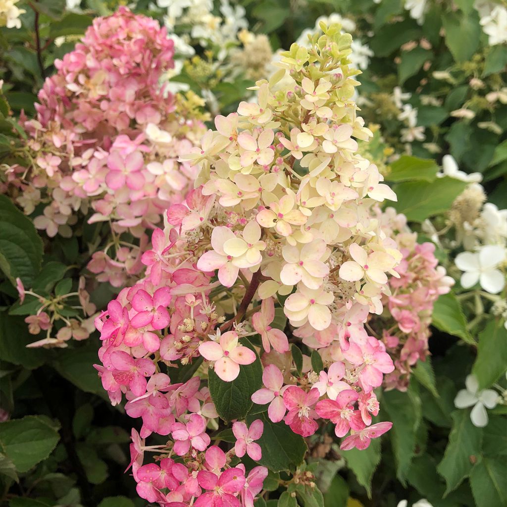 Hydrangea paniculata Fraise Melba