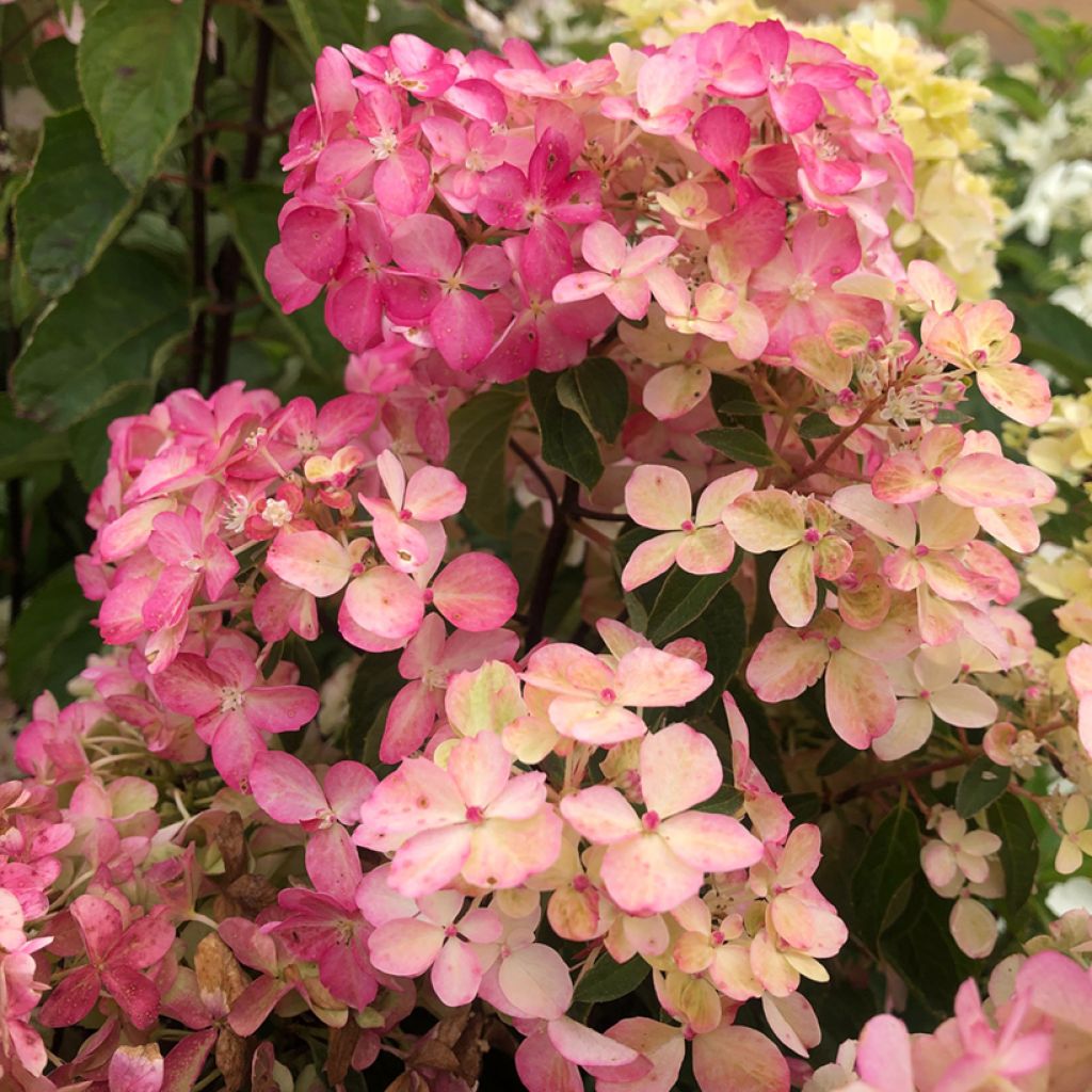 Hydrangea paniculata Fraise Melba