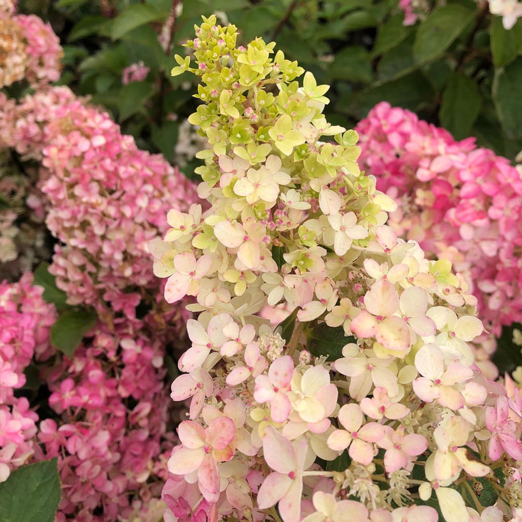 Hydrangea paniculata Fraise Melba