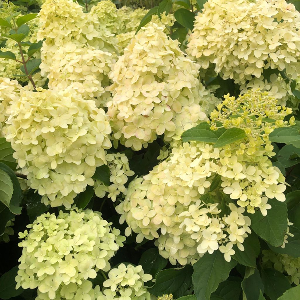 Hydrangea paniculata Limelight