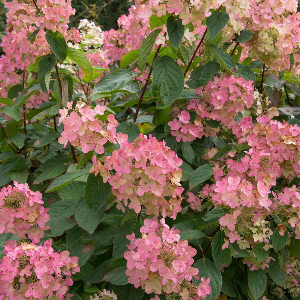 Hydrangea paniculata Pink Diamond