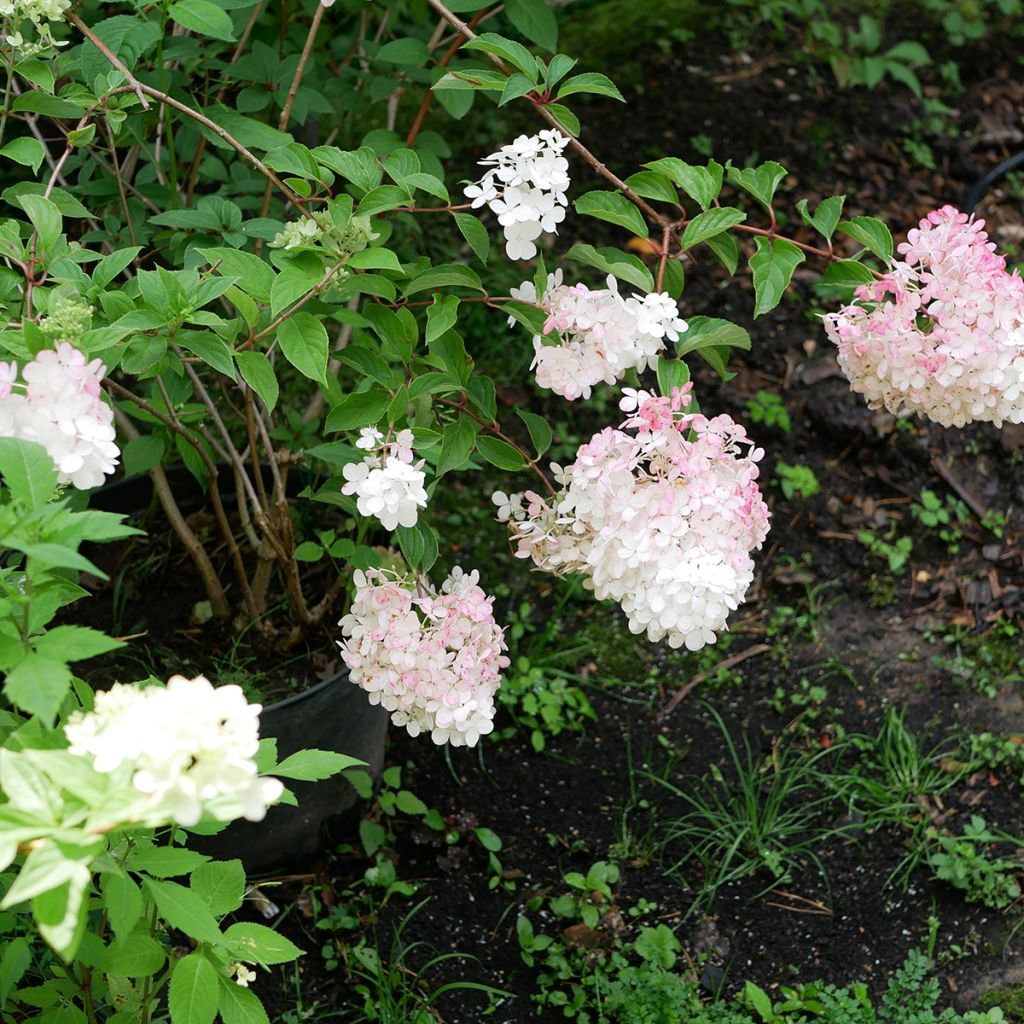 Hydrangea paniculata Pink Diamond