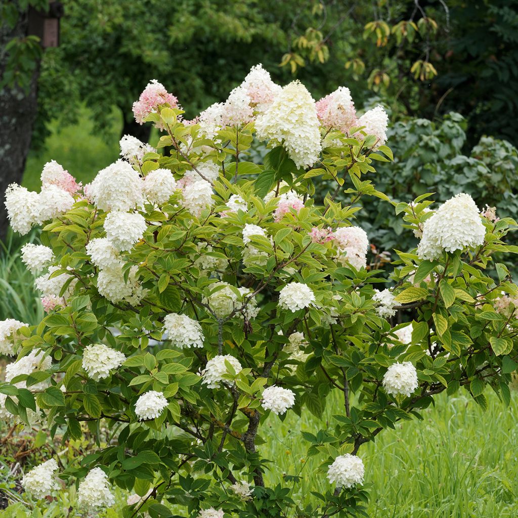 Hydrangea paniculata Pink Diamond