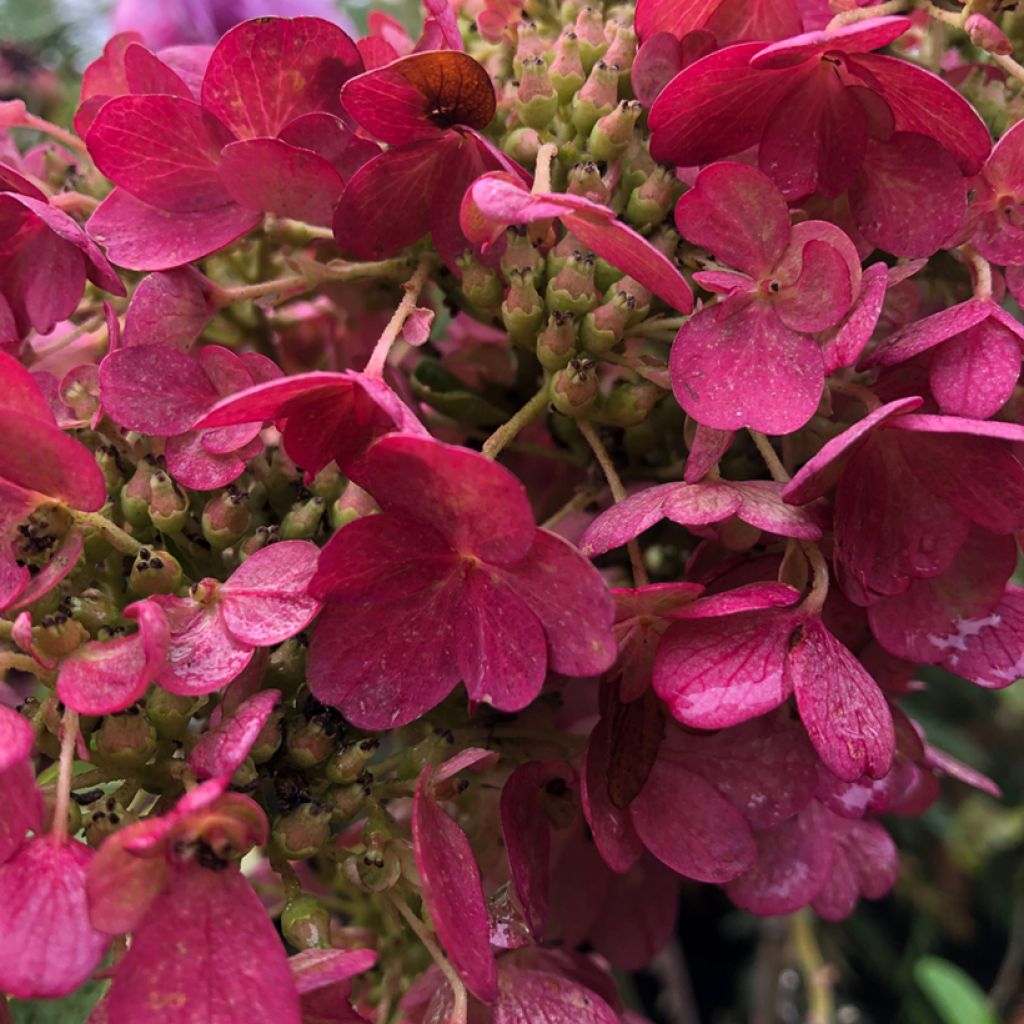 Hydrangea paniculata Pinky Winky