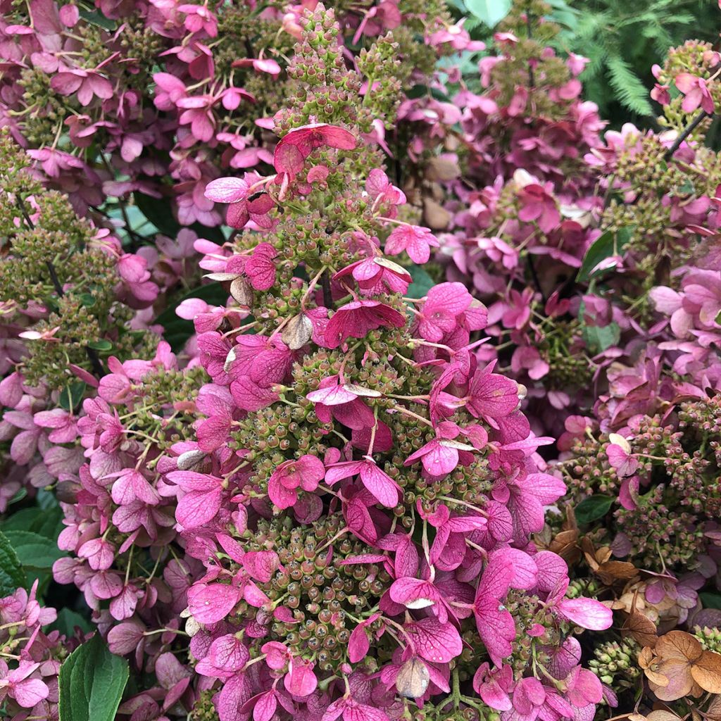 Hydrangea paniculata Pinky Winky