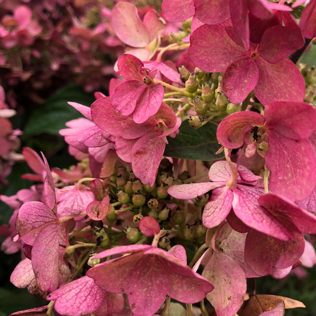 Hydrangea paniculata Pinky Winky