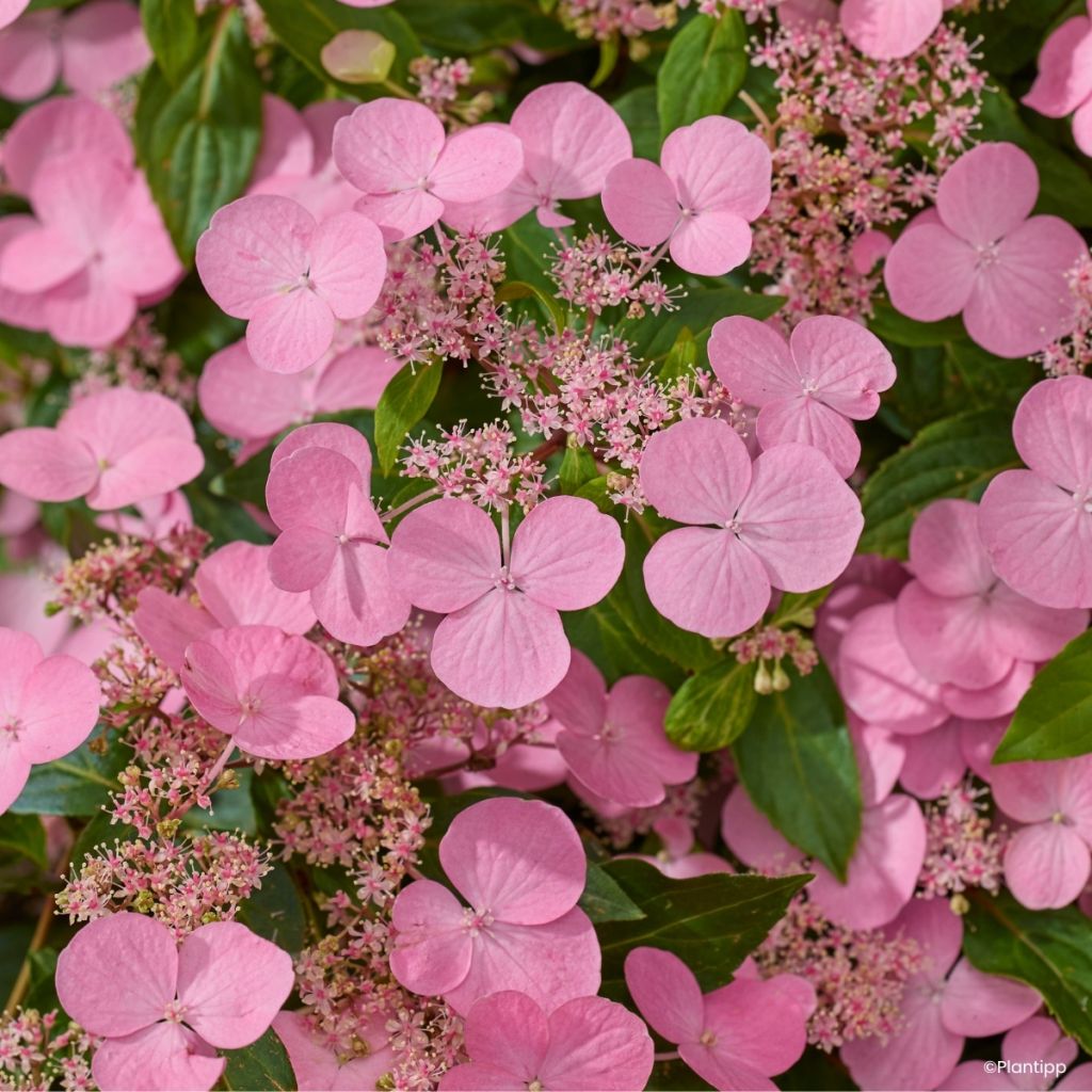Hydrangea scandens First Love®